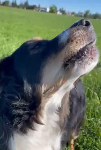 Milo - Chief Sniffing Officer